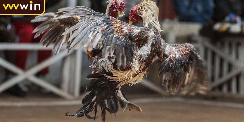 Các hạng đấu gà phổ biến