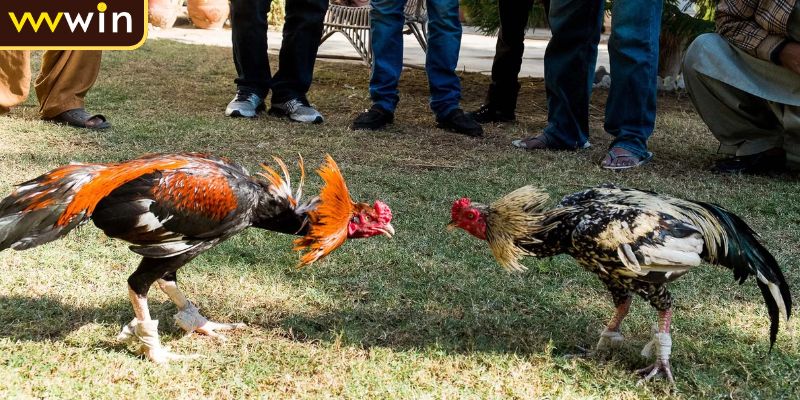 Đá Gà Trực Tiếp C4 Giải Đấu Lớn Kịch Tính Và Hấp Dẫn 4 Các hình thức thi đấu chính tại đá gà C4