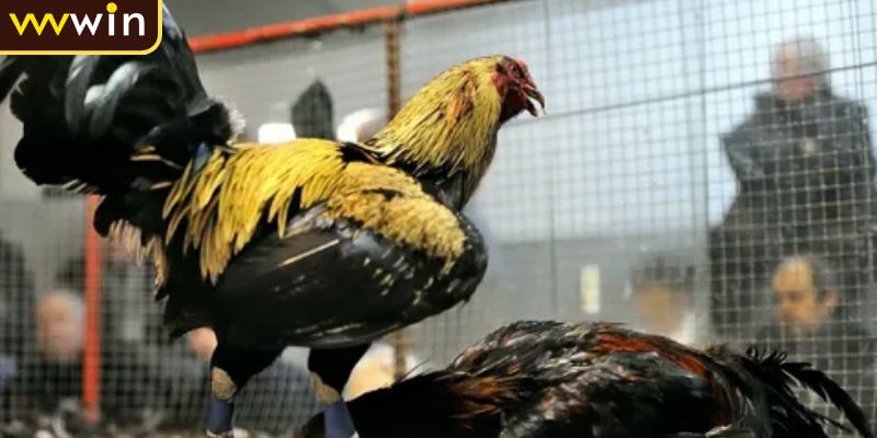 Sức hút của đá gà Campuchia