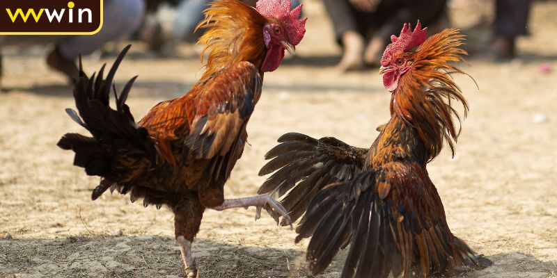 Đá Gà Trực Tiếp C4 Giải Đấu Lớn Kịch Tính Và Hấp Dẫn 2 Tính năng chat thú vị